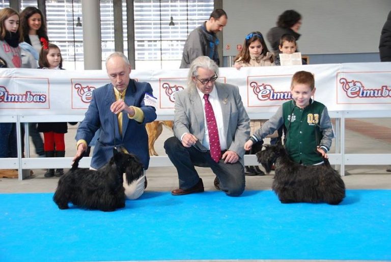 exposición-valladolid-scottih-terrier