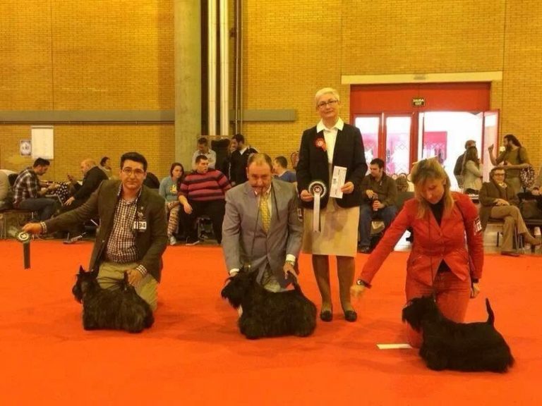 exposición-sevilla-scottish-terrier